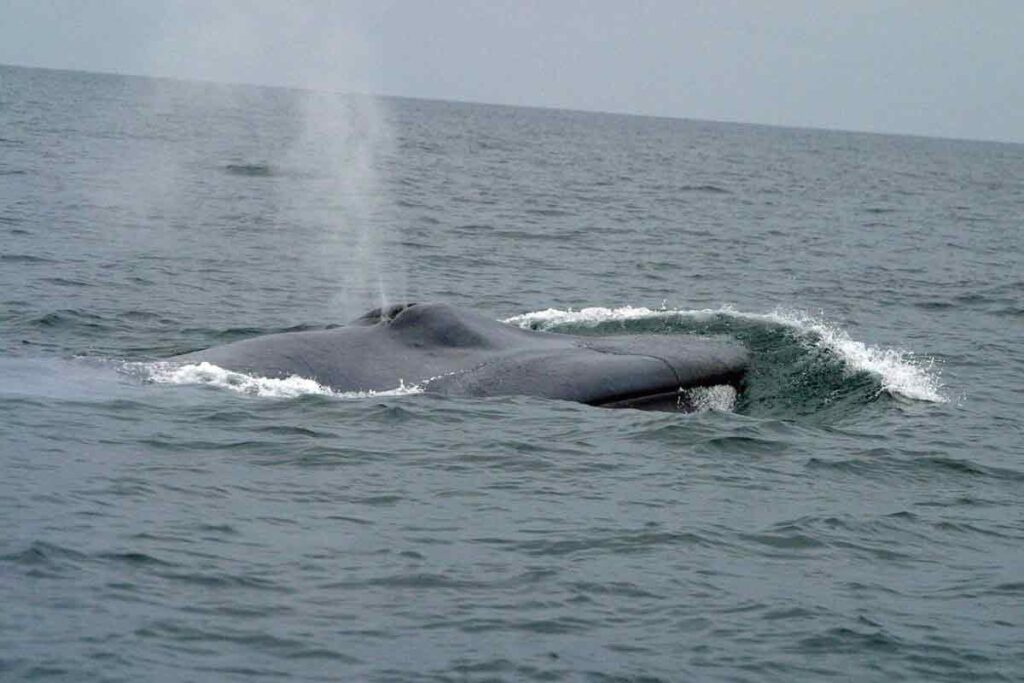 Steypireiður bluewhale
